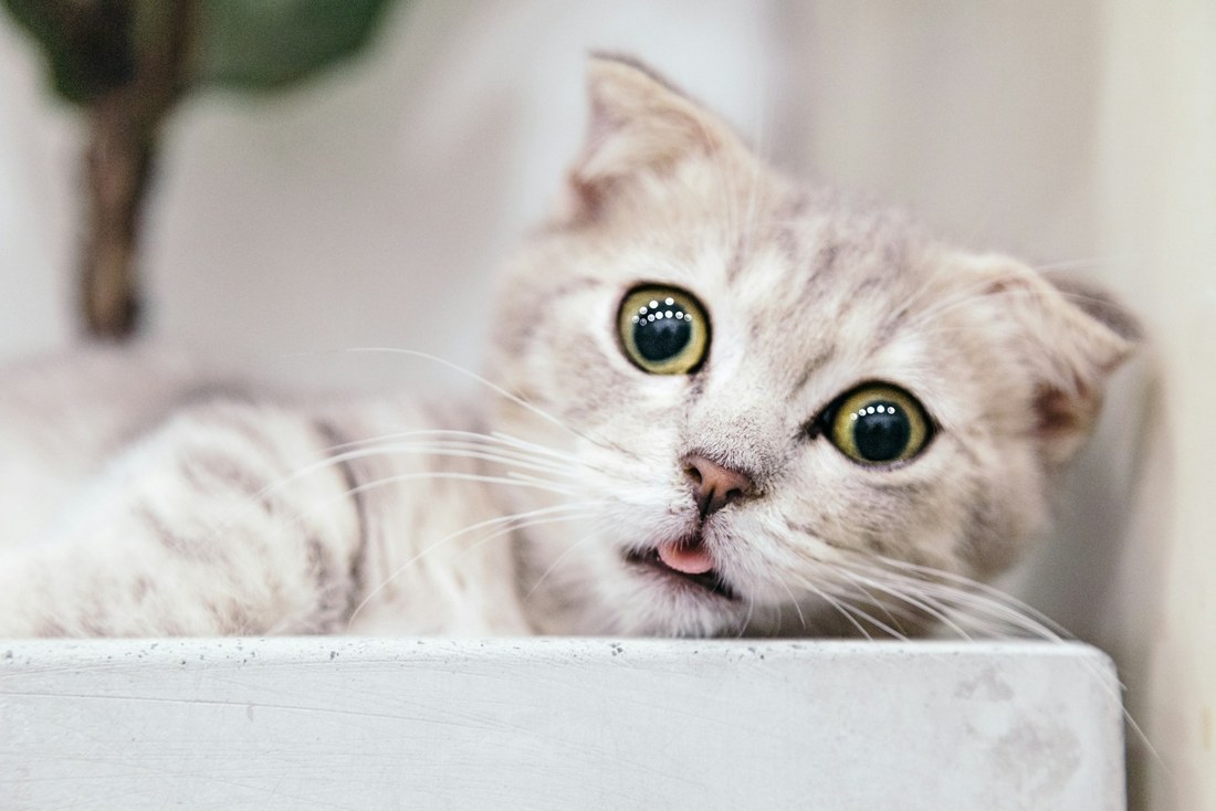Kat