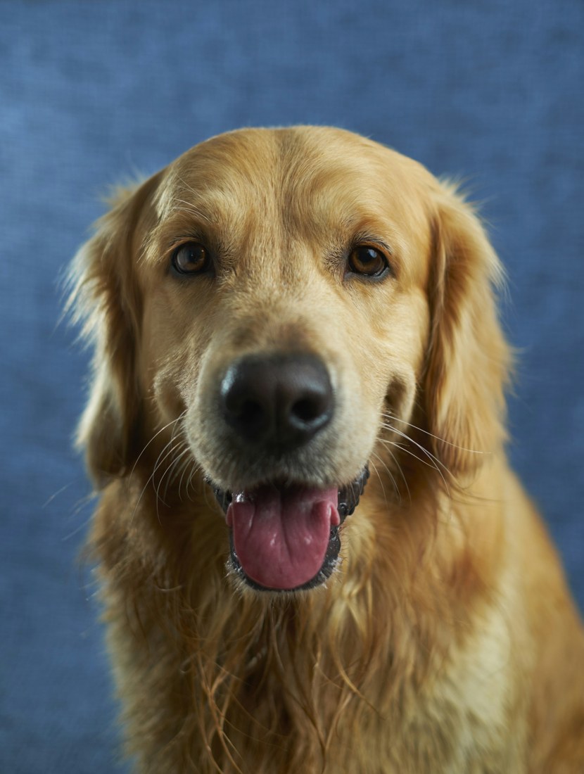 Hond